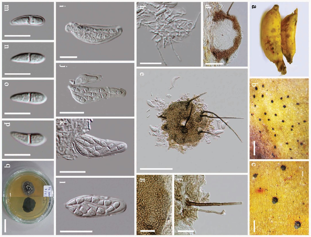 Представитель Семейства Micropeltidaceae